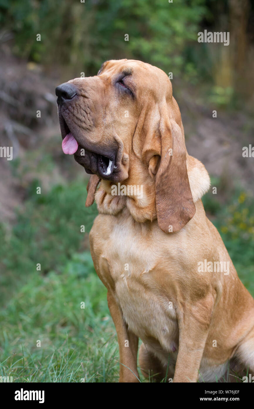 Bloodhound Stock Photo - Alamy