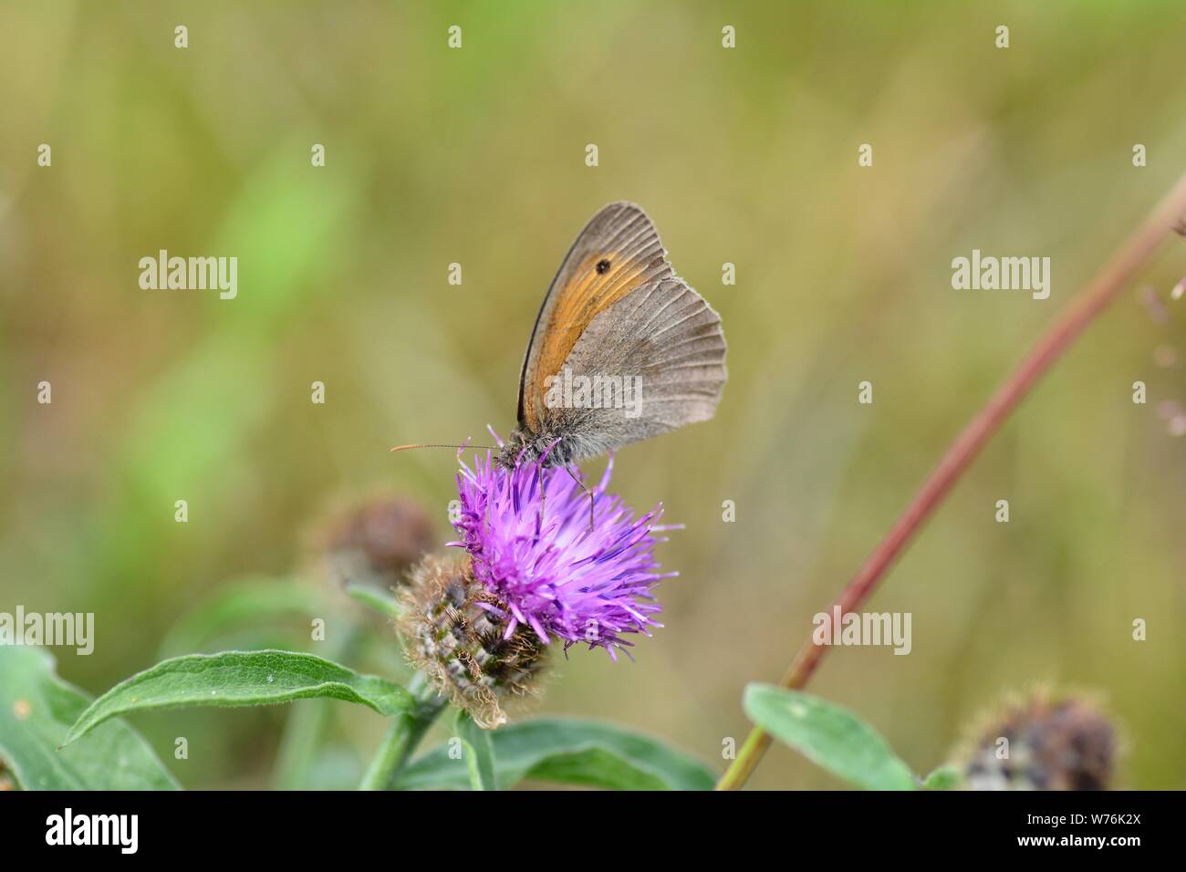 A  meadow bird   -   Hay-fever   (   Coenonympha pamphilus   )   on purple blossom in front of green nature with copy space Stock Photo