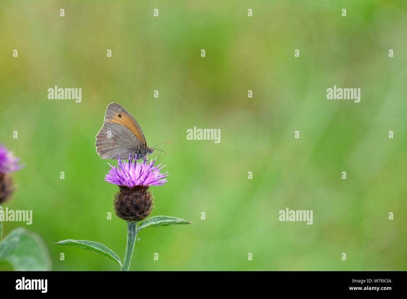 One  little meadow bird   -   Hay-fever   (   Coenonympha pamphilus   )   on purple blossom in front of green nature with copy space Stock Photo