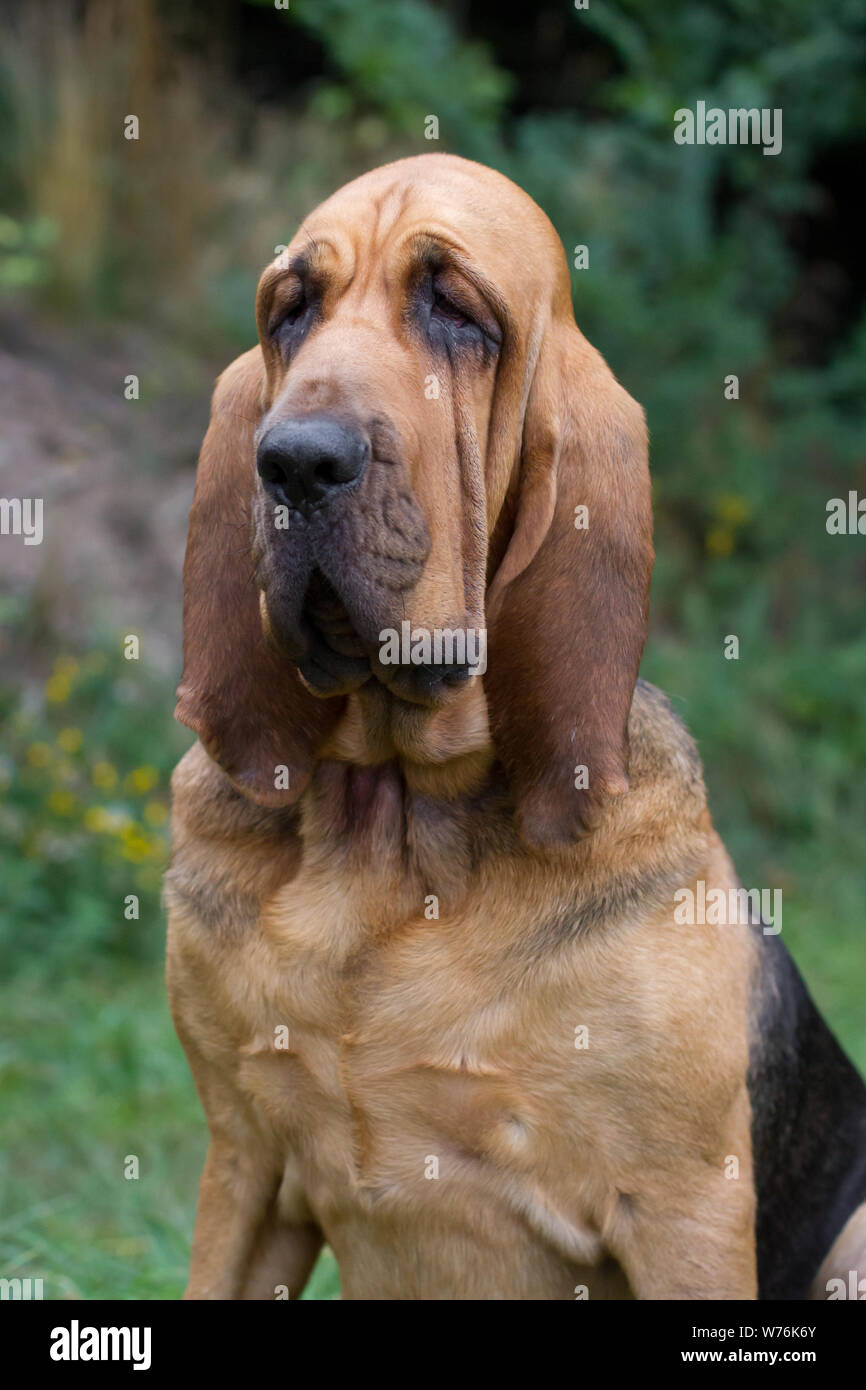 Bloodhound Stock Photo