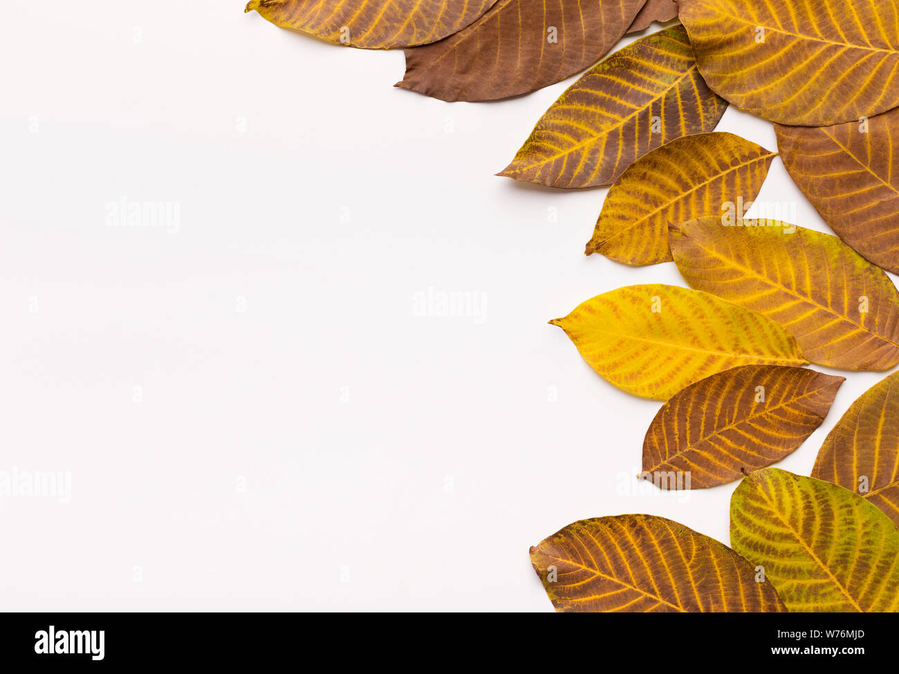 Golden autumn leaves frame hi-res stock photography and images - Alamy