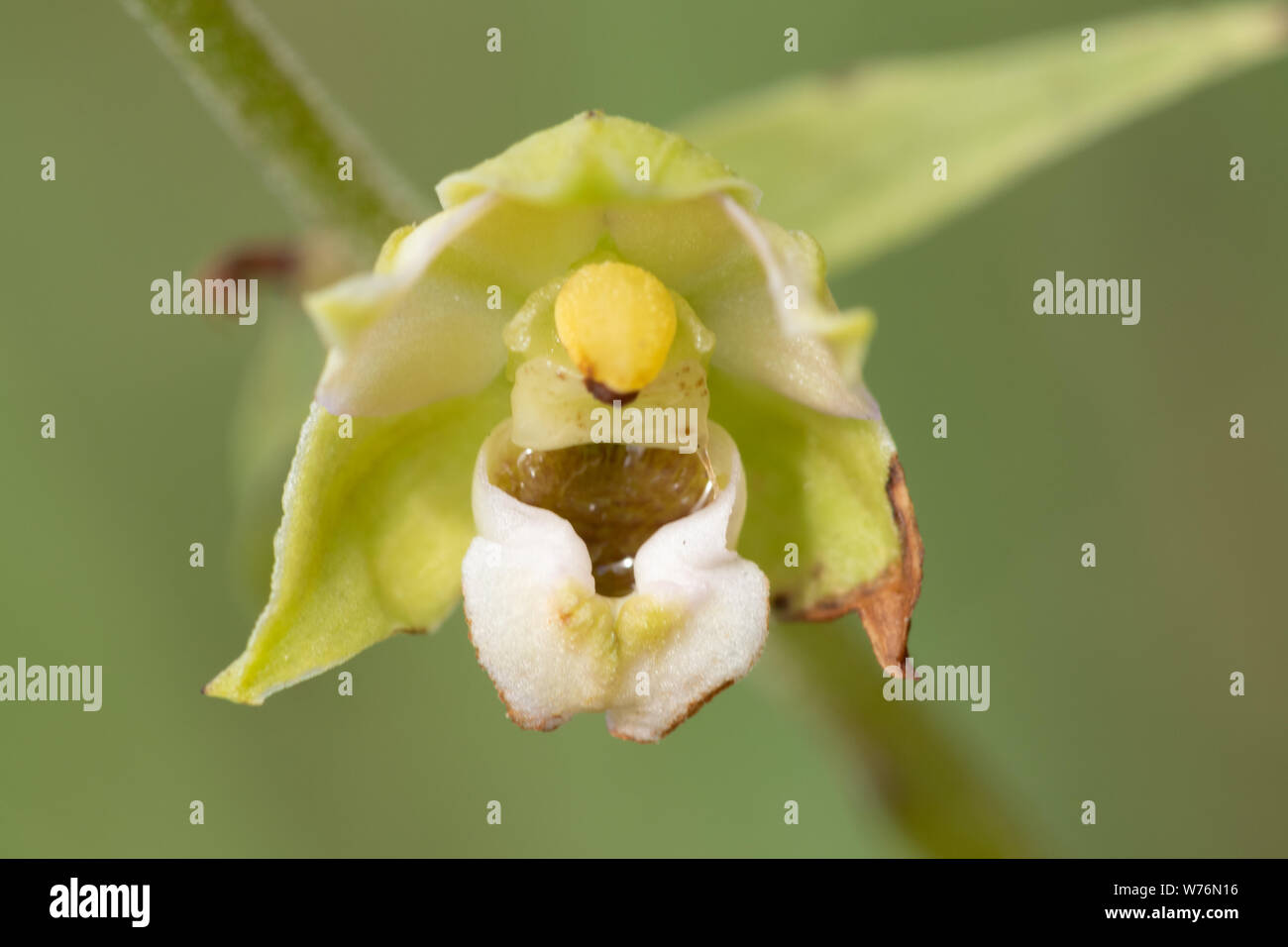 Broad-leaved helleborine wildflower (Epipactis helleborine), UK Stock Photo