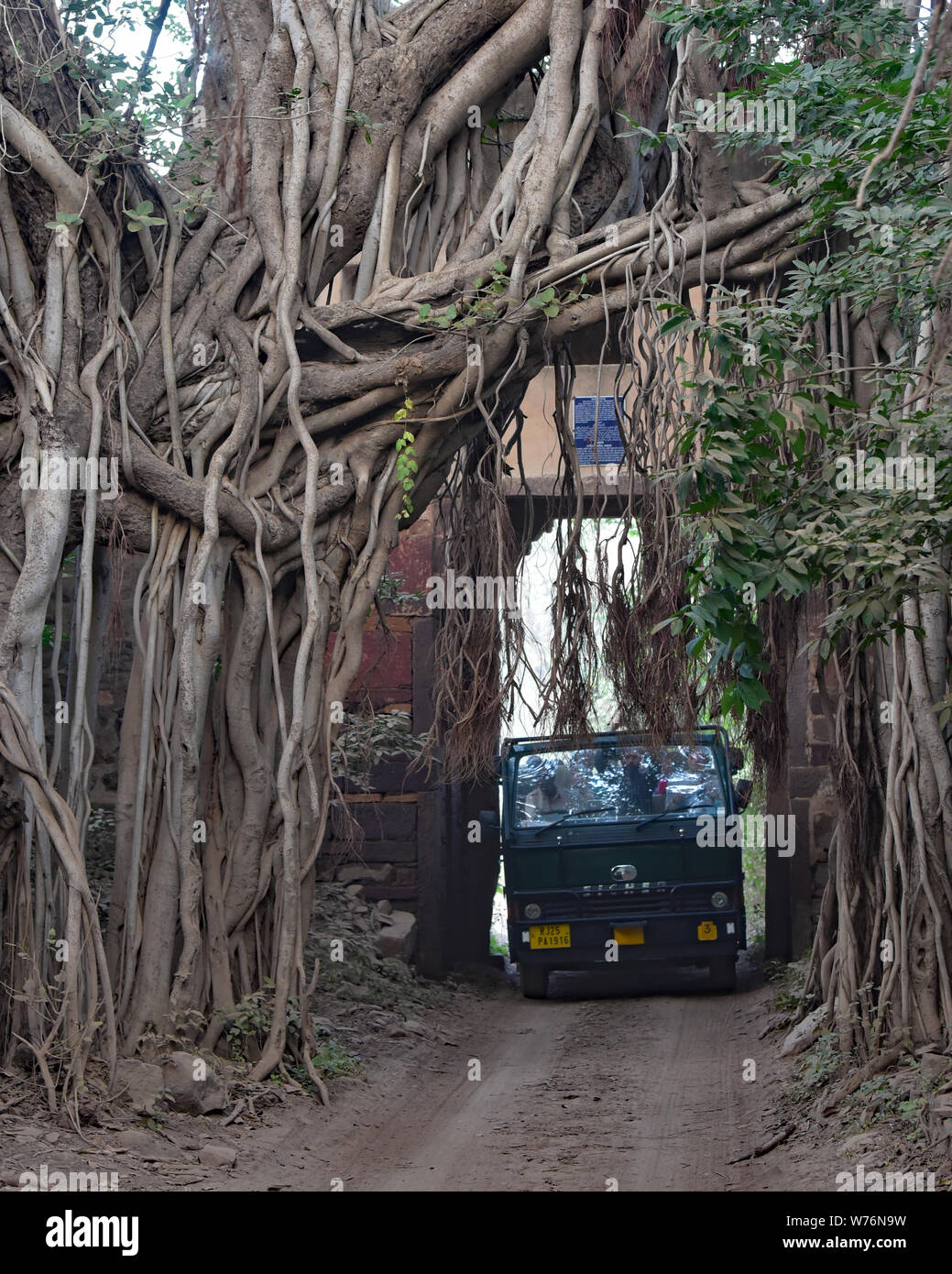Safari jeep passes through a narrow ancient gateway to Ranthambhore National Park engulfed by an enormous Banyan tree, Rajasthan, Western India, Asia. Stock Photo