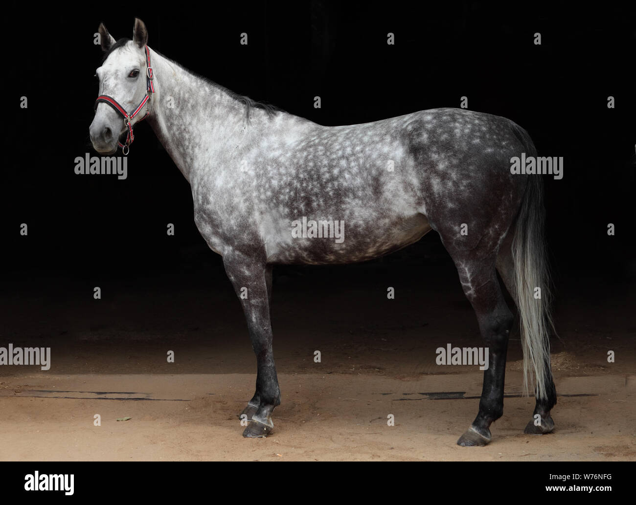 Pure Spanish Horse or PRE, portrait against  dark background Stock Photo