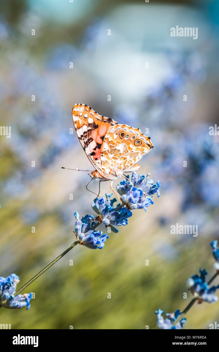 Vanessa cardui butterfly in blue lavender flowers macro insect nature close up summer Stock Photo