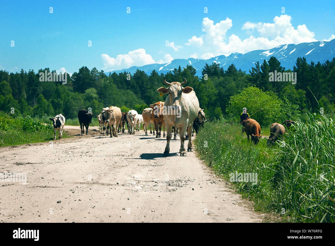 A Cow with Yellow Ear Tag Looking Into The Camera. Herd of Cows Walking on a Country Road in Rural Area. Thick Forest Mountain Ridge with Snow Caps in Stock Photo