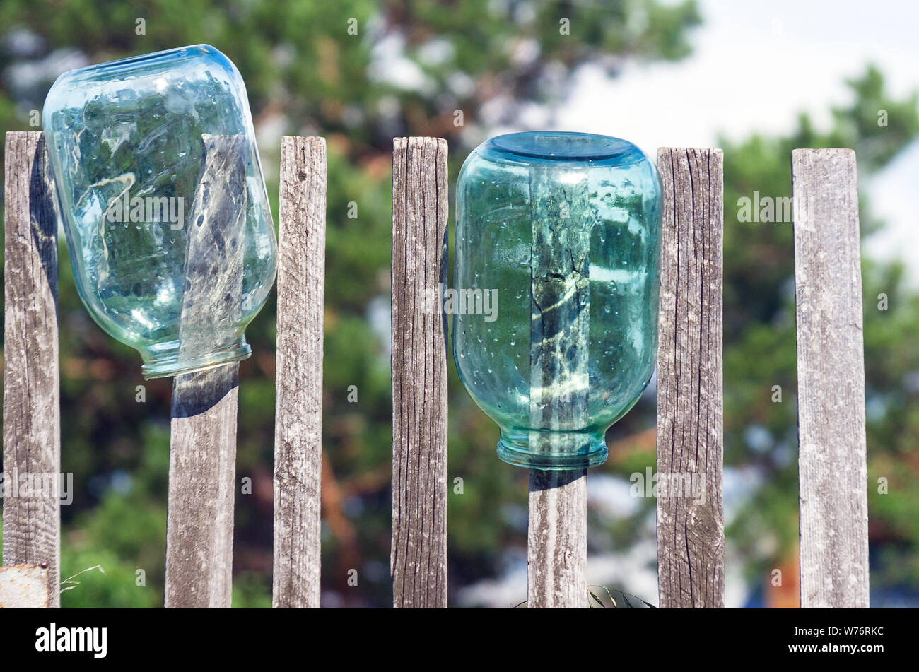 Washed Three Liter Glass Jars Left to Dry Upside Down on Weathered