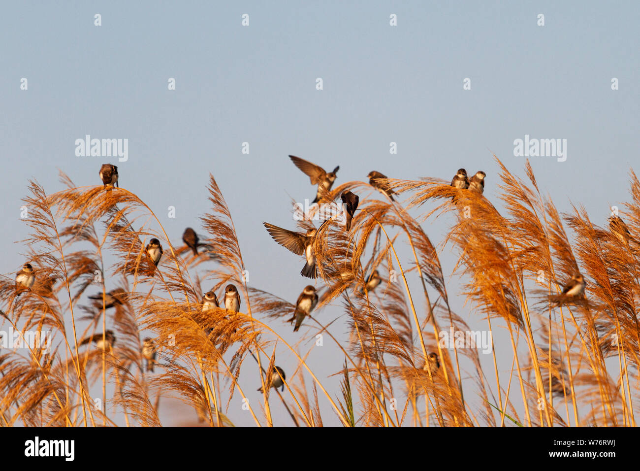 wild birds sit on the reed during autumn migration, wild nature Stock ...