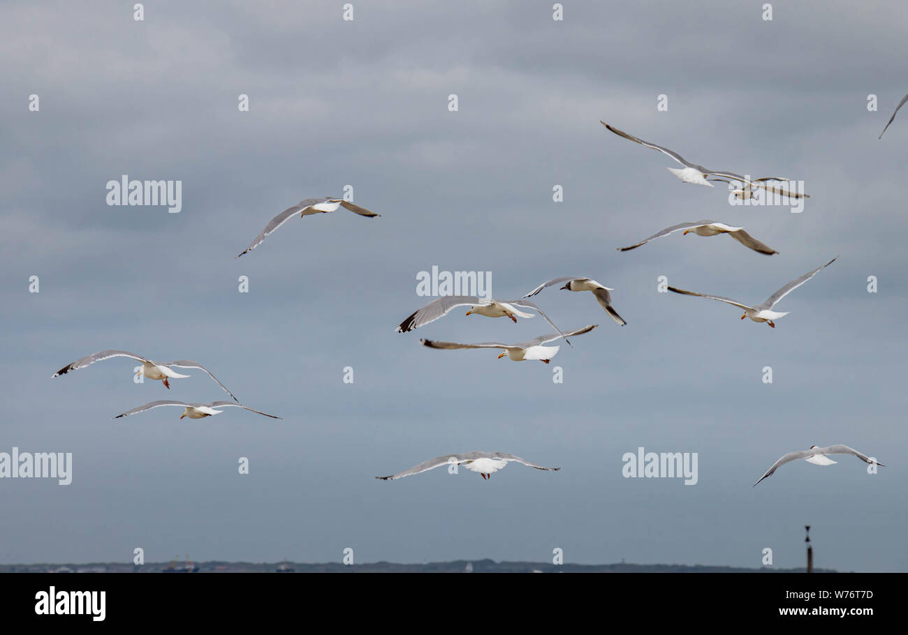 sae gulls flying in norderney germany Stock Photo