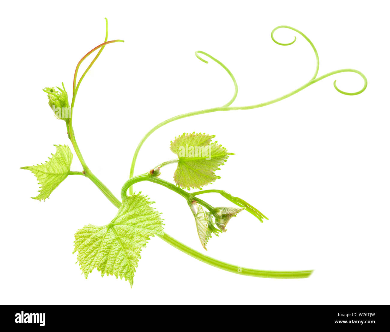 Fresh Green Grape Leaf isolated on white background Stock Photo - Alamy