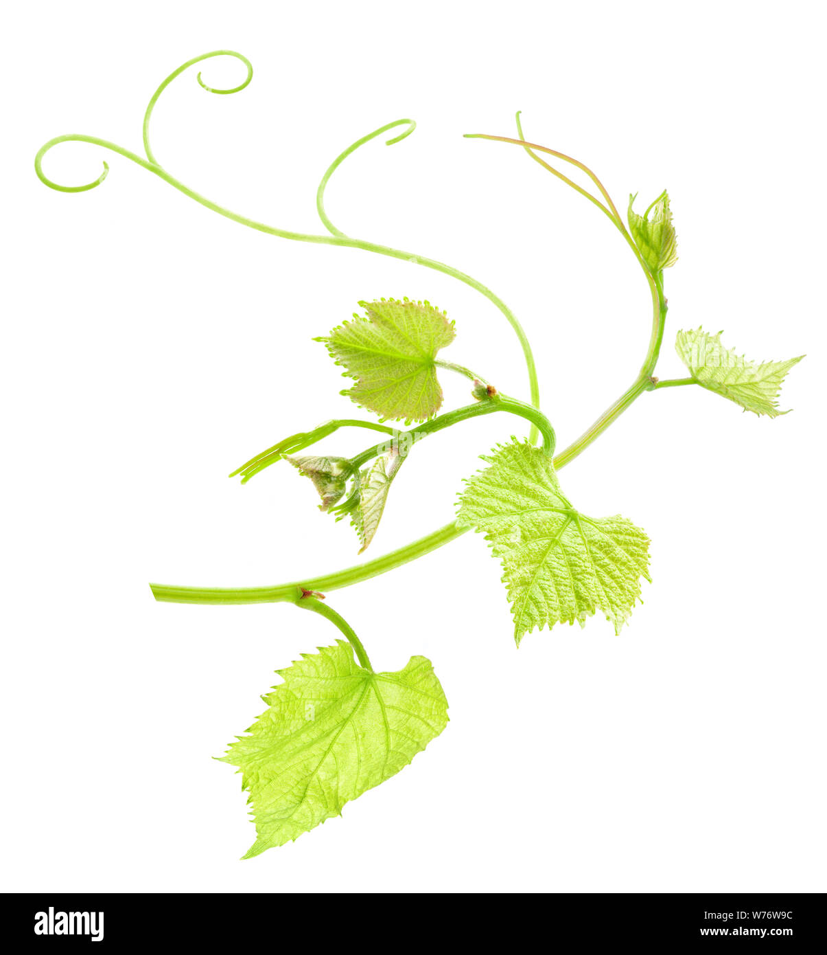 Fresh Green Grape Leaf isolated on white background Stock Photo - Alamy