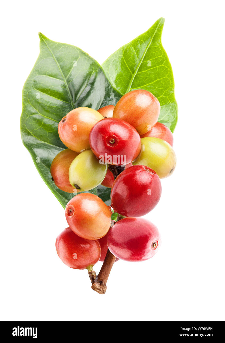 Red coffee beans on a branch of coffee tree, ripe and unripe berries ...