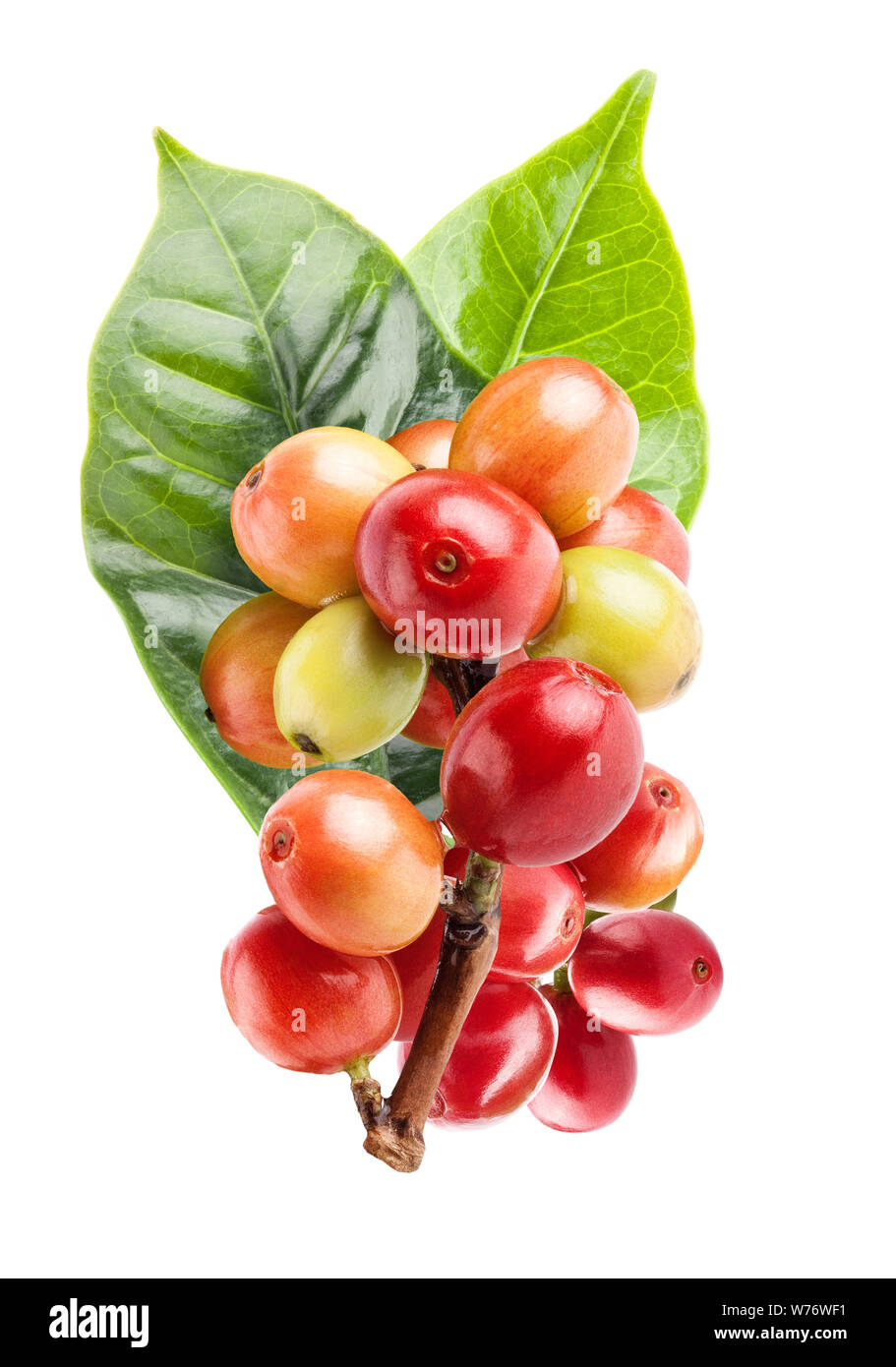 Red coffee beans on a branch of coffee tree, ripe and unripe berries ...