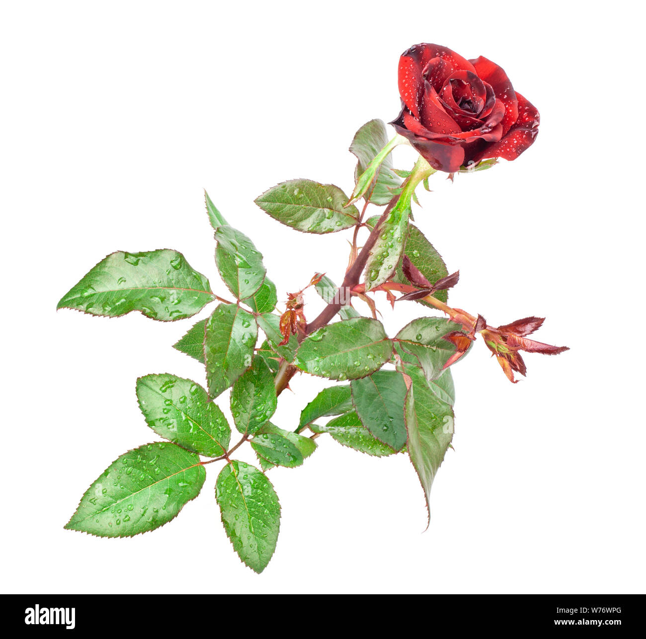 Red rose isolated on white background Stock Photo