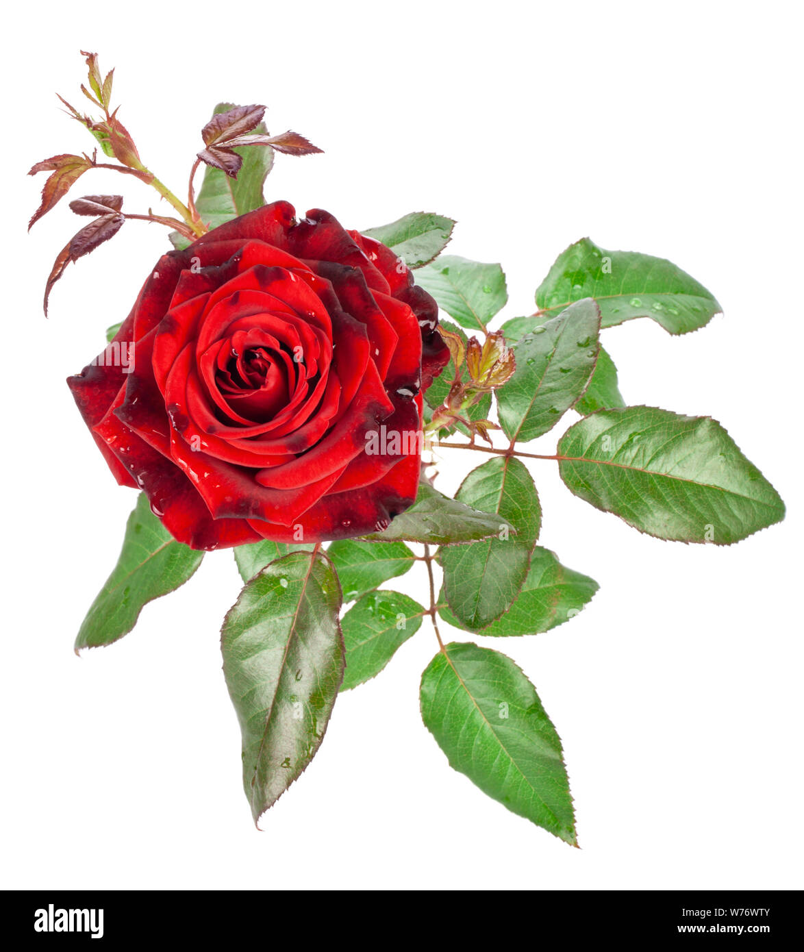 Red rose isolated on white background Stock Photo - Alamy