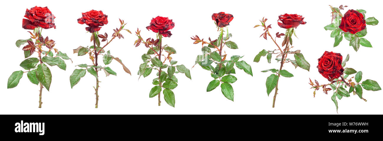 Collection of Red rose isolated on white background Stock Photo - Alamy