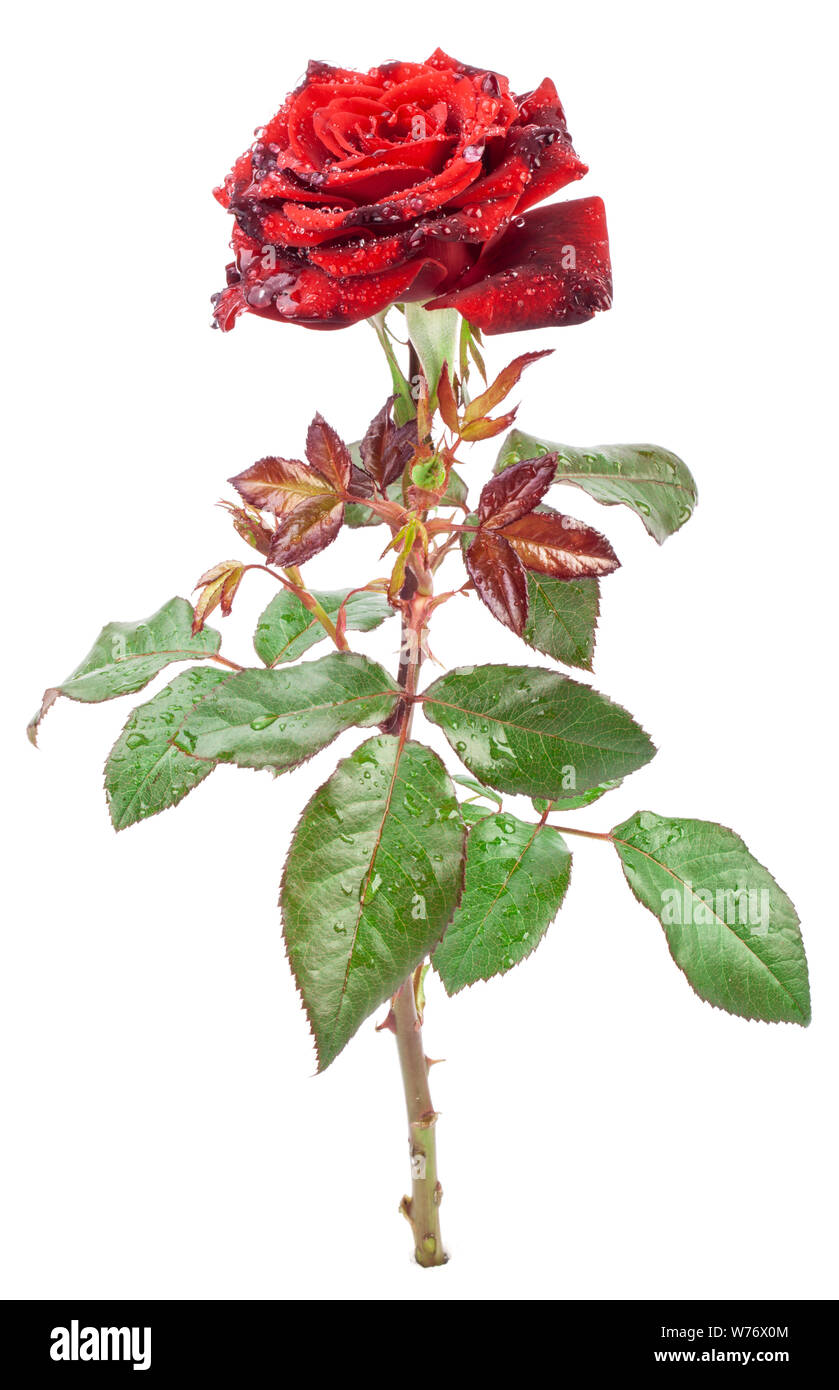Red rose isolated on white background Stock Photo - Alamy