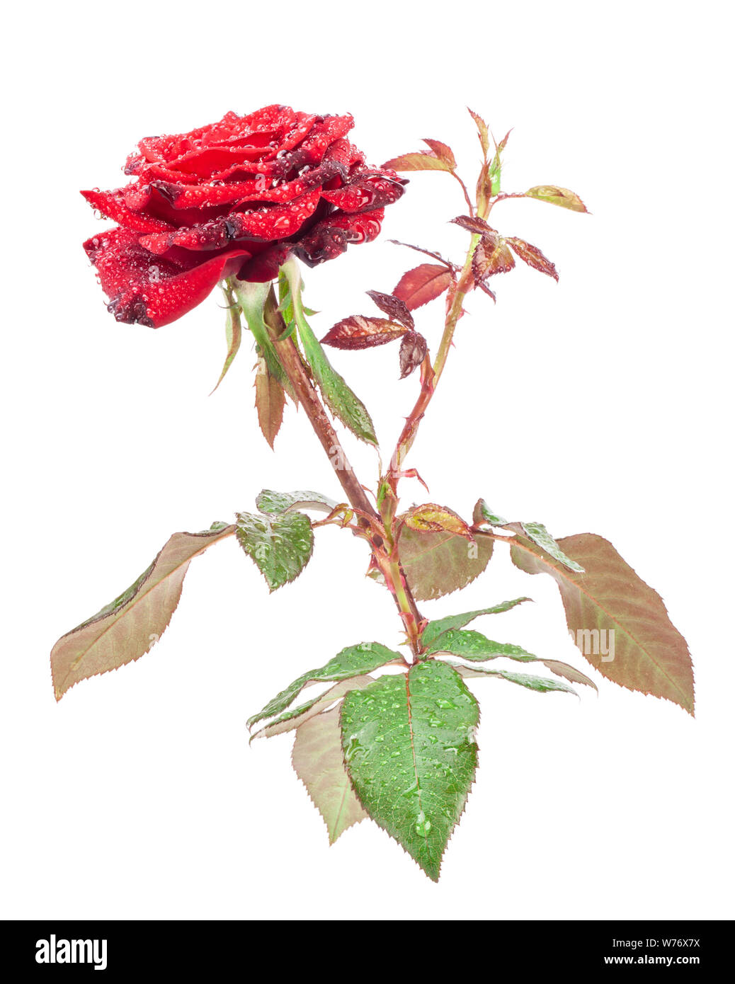 Red rose isolated on white background Stock Photo - Alamy