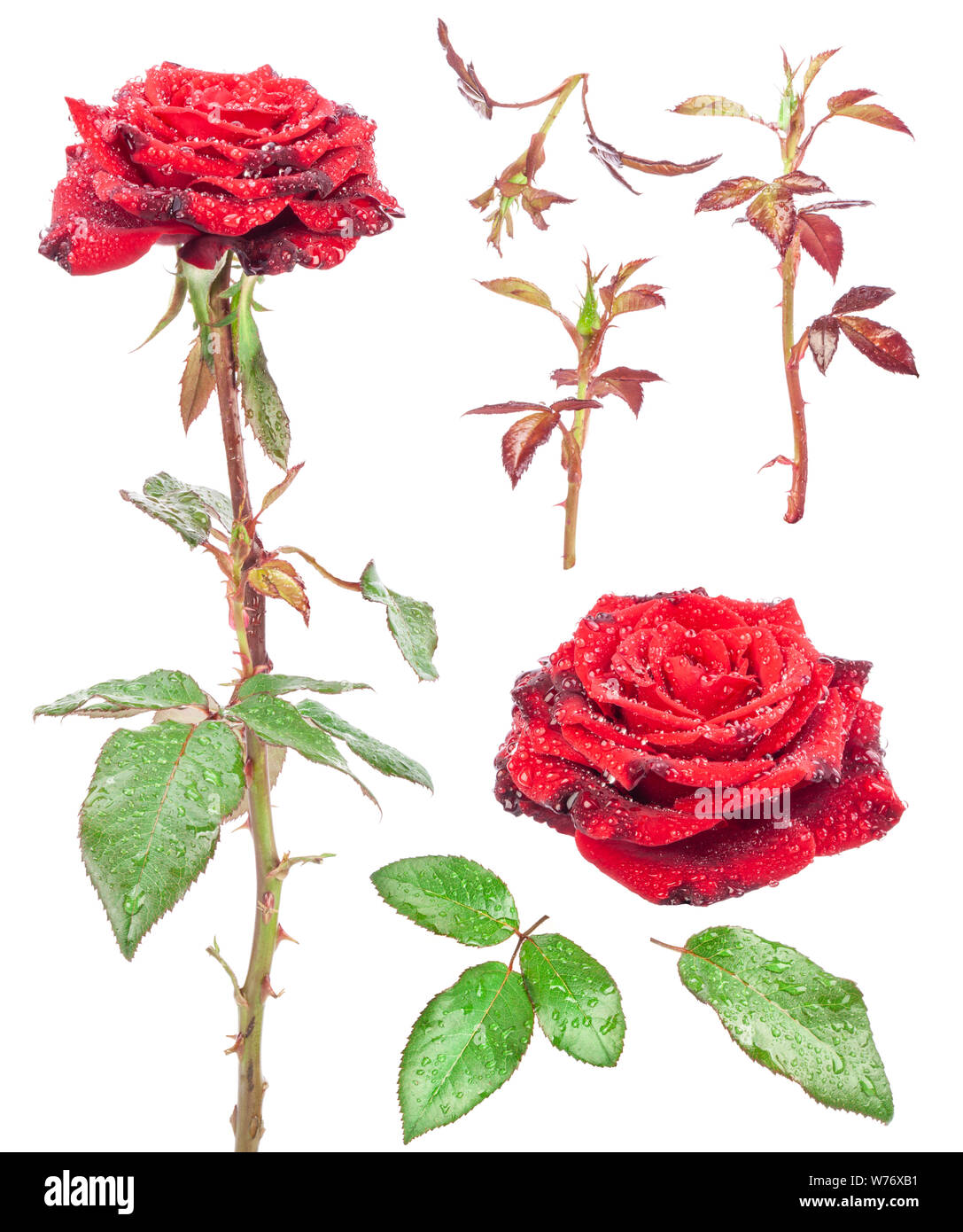 Collections of Red rose isolated on white background Stock Photo - Alamy