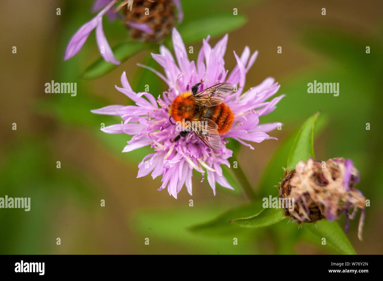 bumblebee on a cornflower Stock Photo