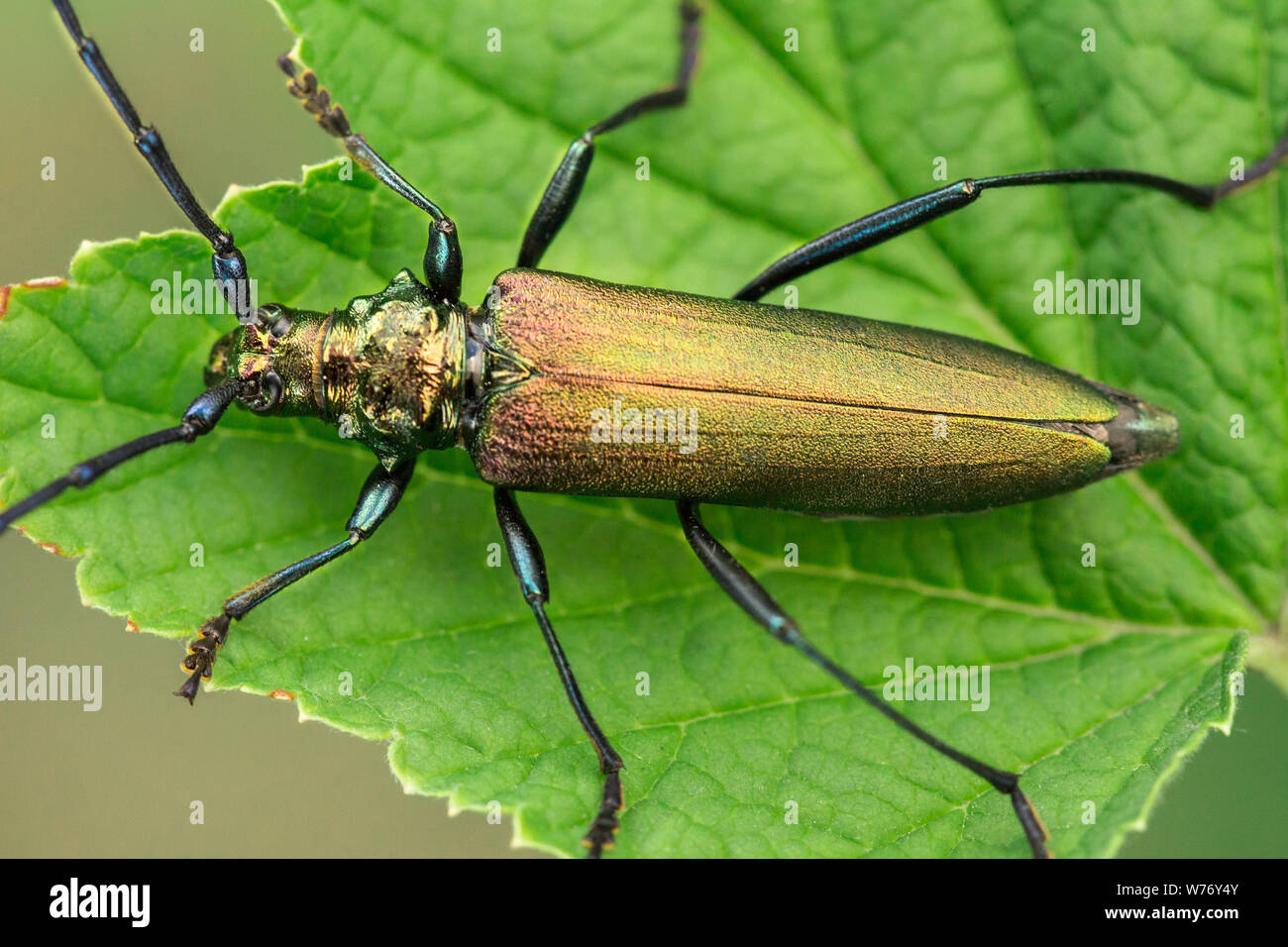 Aromia moschata longhorn beetle green. Aromia moschata on leaf. Close