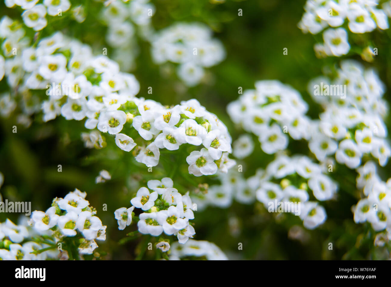 Closeup shot beautiful alyssum hi-res stock photography and images - Alamy