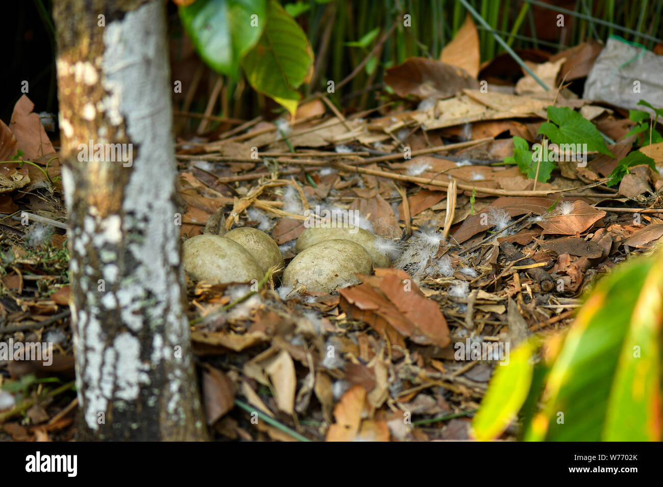 Black Swan nesting eggs in nature enviroment Stock Photo