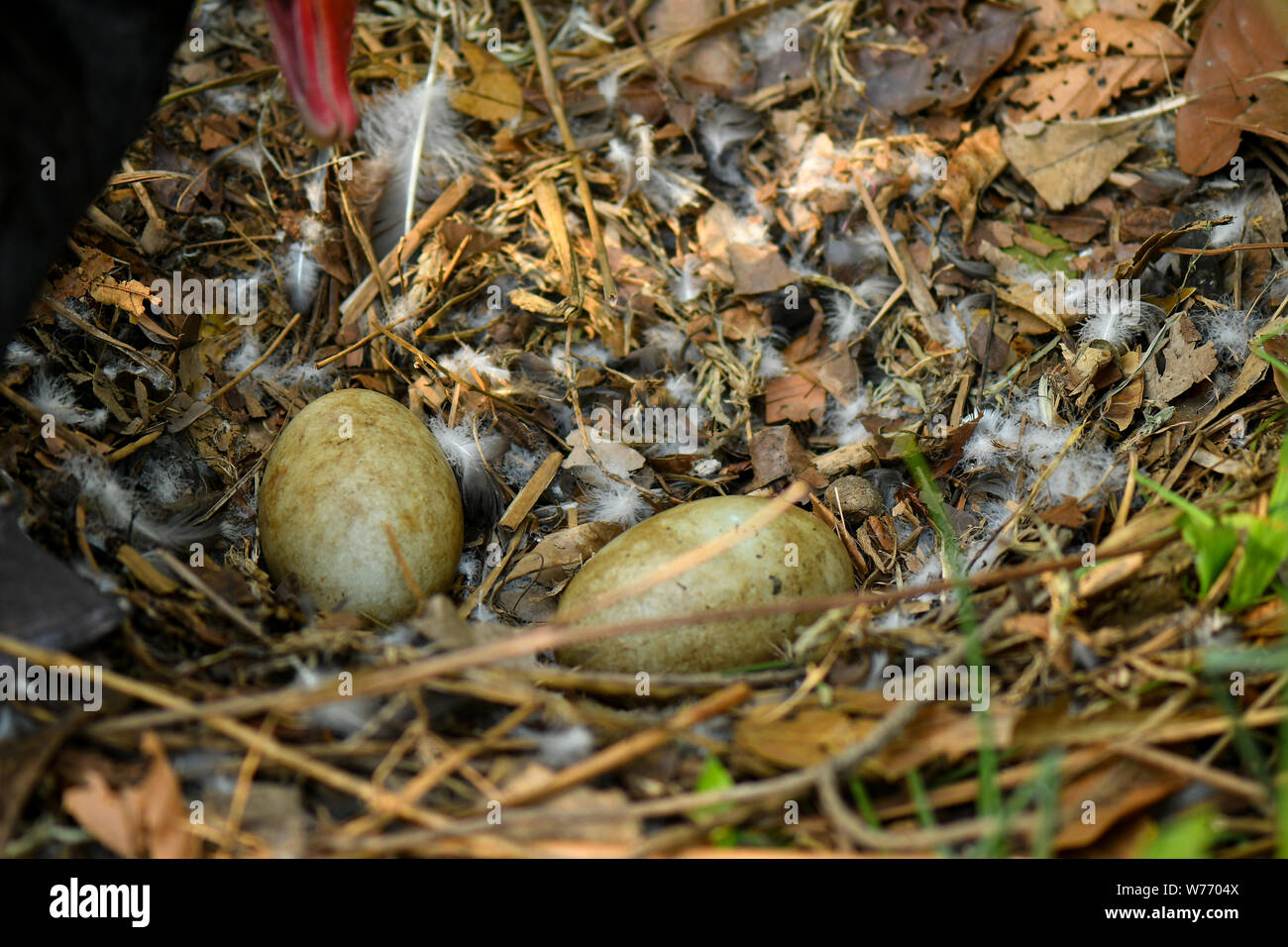 Black Swan nesting eggs in nature enviroment Stock Photo