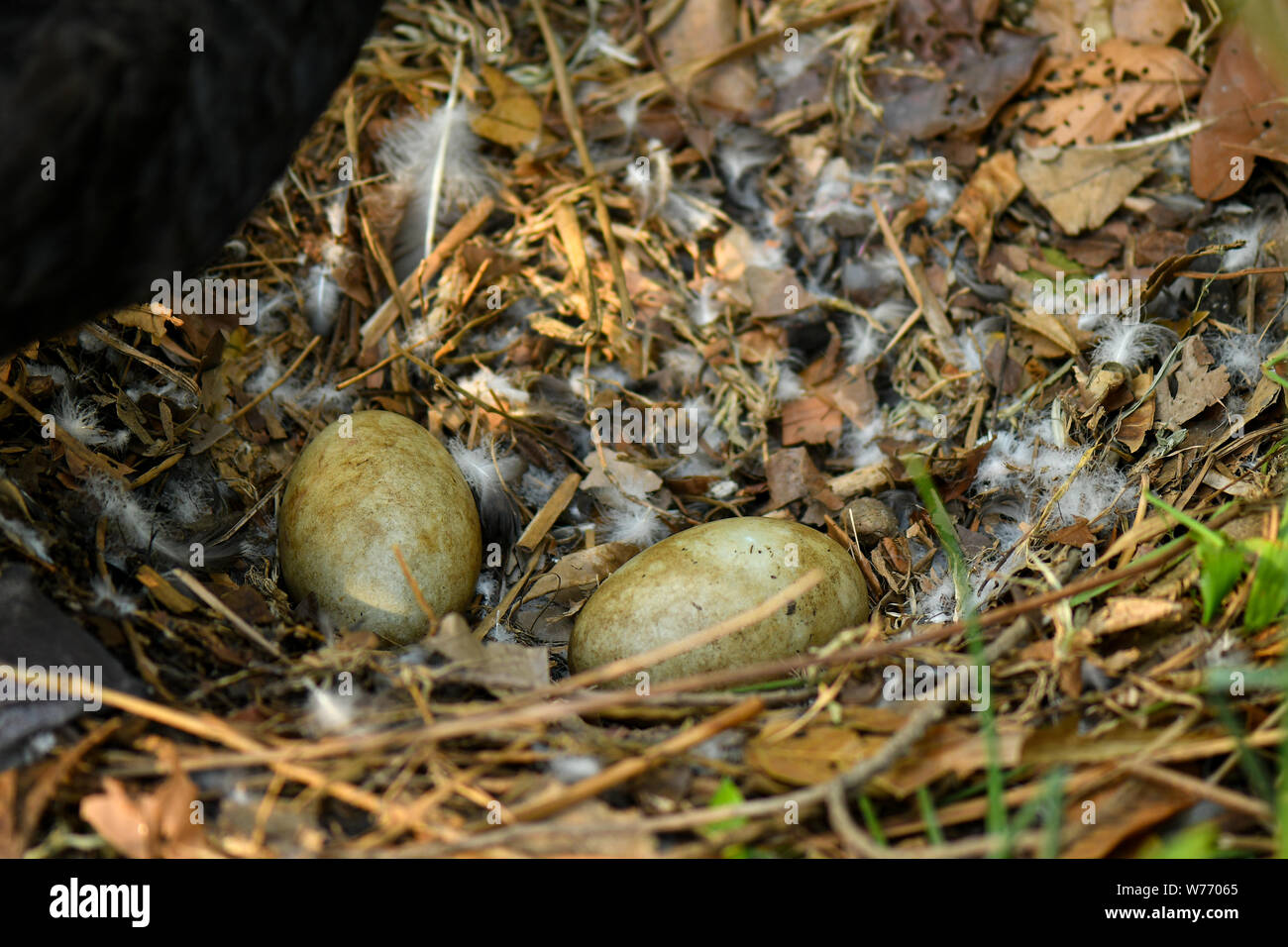 Black Swan nesting eggs in nature enviroment Stock Photo