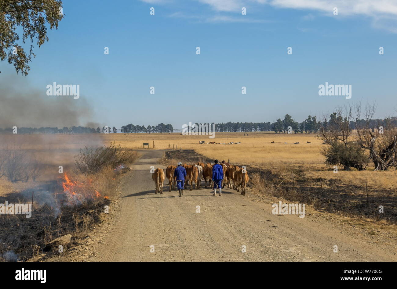 Bergville, South Africa - unidentified farm workers drive a small herd of cattle along a dirt road where firebreaks are burning in the winter grass Stock Photo