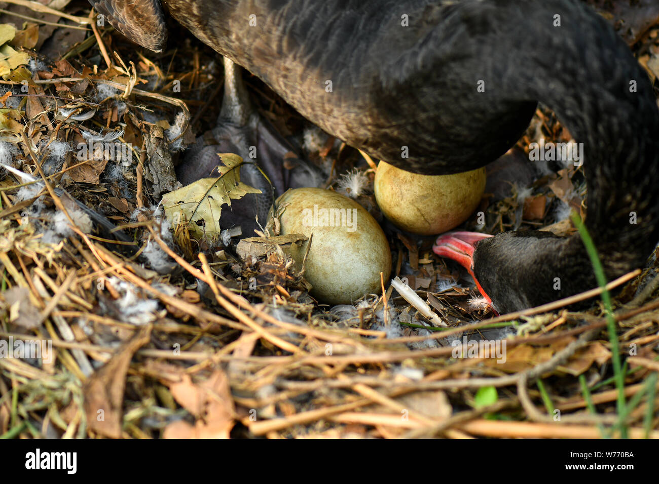 Black Swan nesting eggs in nature Stock Photo Alamy