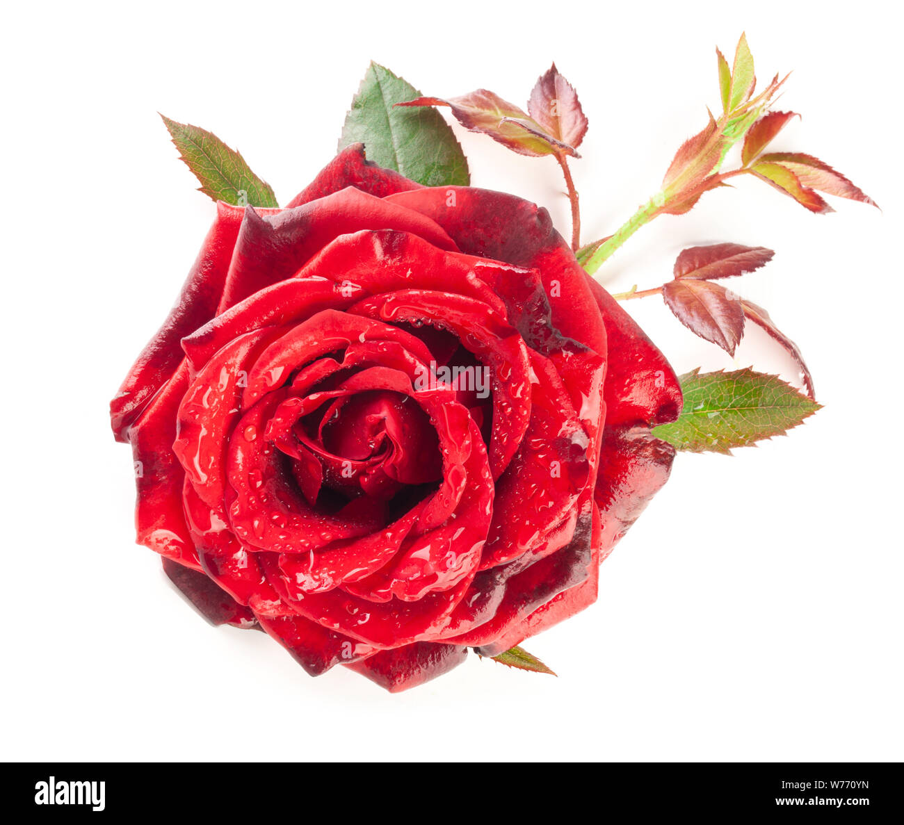 Red rose isolated on white background Stock Photo - Alamy