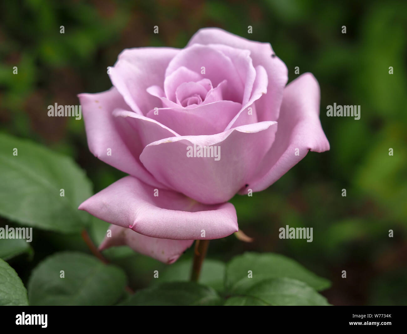Closeup of a beautiful rose bloom, variety Blue Moon Stock Photo