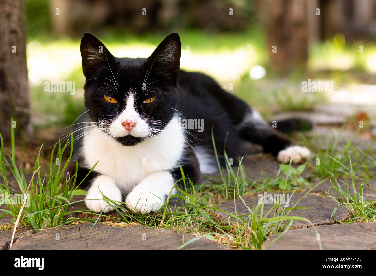 Nose scratch hires stock photography and images Alamy