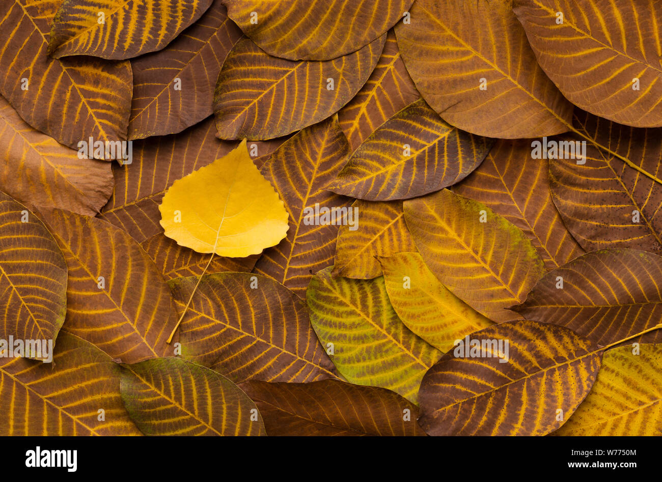 Yellow leaf on autumn brown and gold background Stock Photo