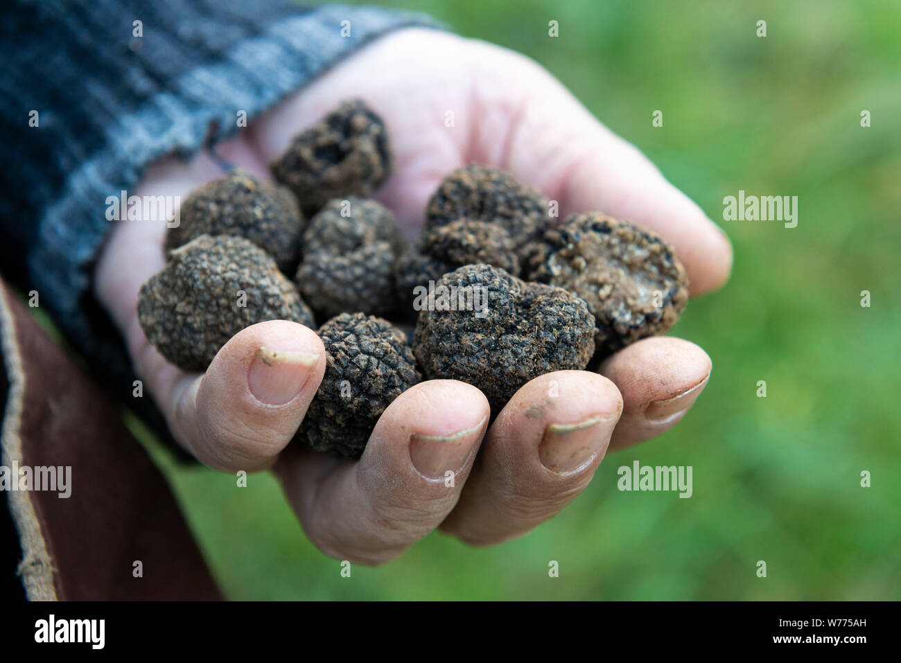 Bragelogne Beauvoir (north-eastern France): Burgundy truffles. The Burgundy truffle is part of the same family as the black Perigord truffle. Stock Photo