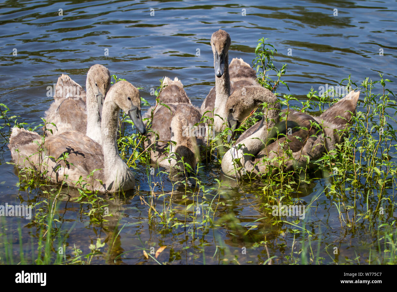 Cygnets, young swans swimming Stock Photo