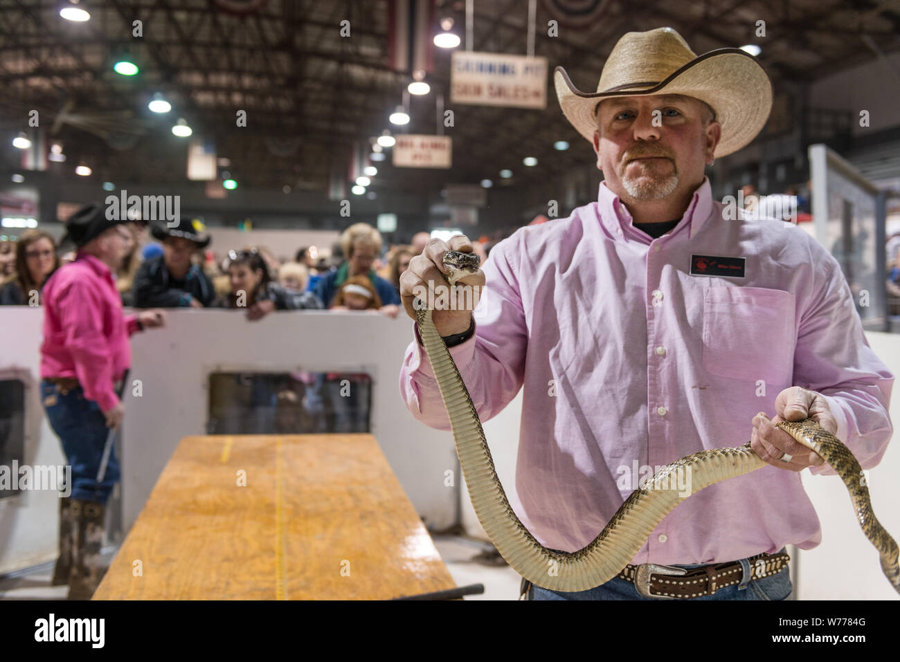 A cowboy snake-handler at the World's Largest Rattlesnake Roundup in Sweetwater, Texas Physical description: 1 photograph : digital, tiff file, color.  Notes: Since 1958, the event, sponsored and run by the Sweetwater Jaycees, has been held annually in March at the Nolan County Coliseum. The Round-Up was started as a way to control the population of snakes in their brushy area of Texas. According to the Jaycees, the large population of rattlesnakes was harming local farmers and ranchers who were losing their livestock to these natural predators. Today, the round-up attracts tens of thousands o Stock Photo