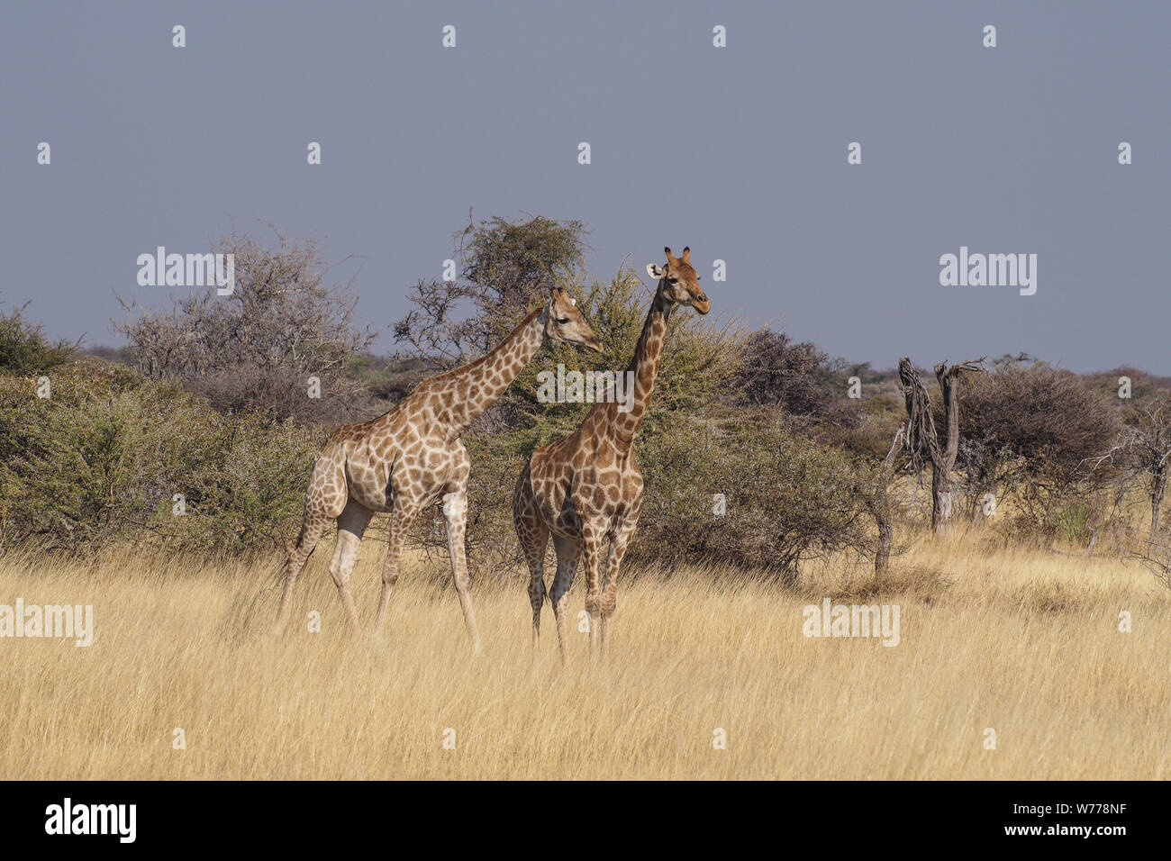 Giraffes, Giraffa camelopardalis walking over the plains of Etosha National Park, Namibia Stock Photo