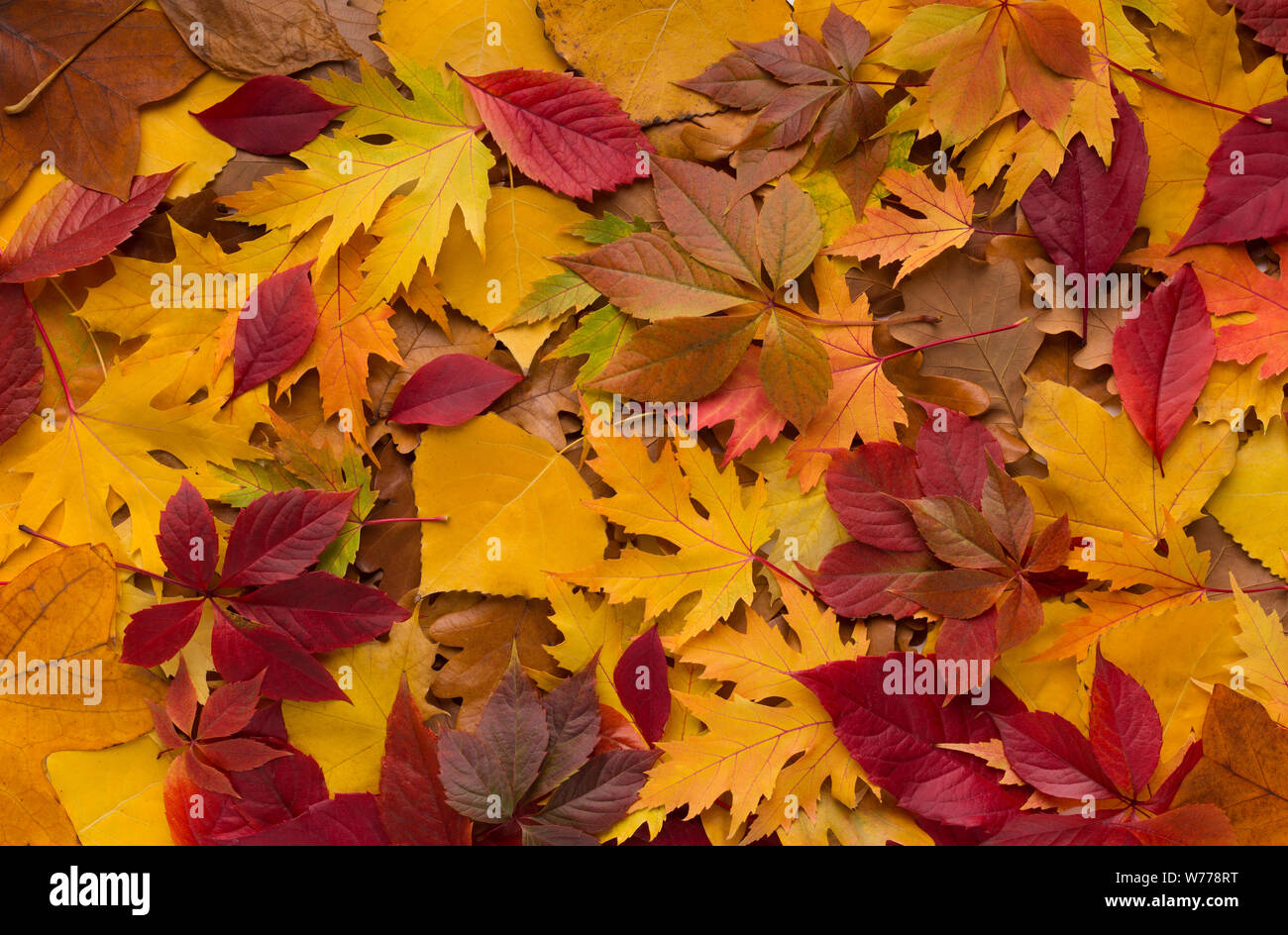 Colored pillow of fresh fallen autumn leaves Stock Photo