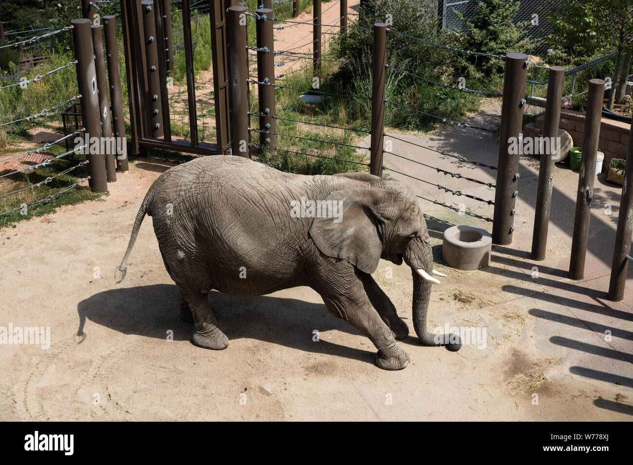 A  frisky elephant at the Cheyenne Mountain Zoo in Colorado Springs, Colorado Physical description: 1 photograph : digital, tiff file, color.  Notes: Purchase; Carol M. Highsmith Photography, Inc.; 2015; (DLC/PP-2015:068).; Forms part of: Gates Frontiers Fund Colorado Collection within the Carol M. Highsmith Archive.; Stock Photo