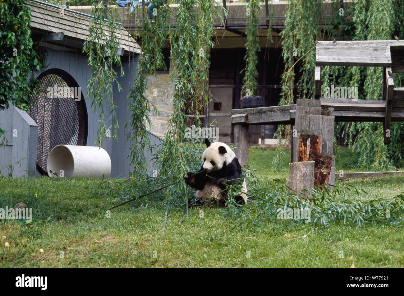 A giant panda, the star attraction at the Smithsonian Institution's National Zoo, Washington, D.C Physical description: 1 transparency : color ; 4 x 5 in. or smaller.  Notes: Title, date, and keywords provided by the photographer.; Digital image produced by Carol M. Highsmith to represent her original film transparency; some details may differ between the film and the digital images.; Forms part of the Selects Series in the Carol M. Highsmith Archive.; Gift and purchase; Carol M. Highsmith; 2011; (DLC/PP-2011:124).; Stock Photo