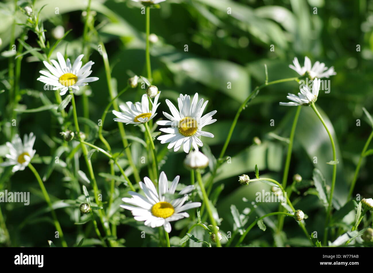 Daisies at the sun light, flowerbed, green leaves, field Stock Photo