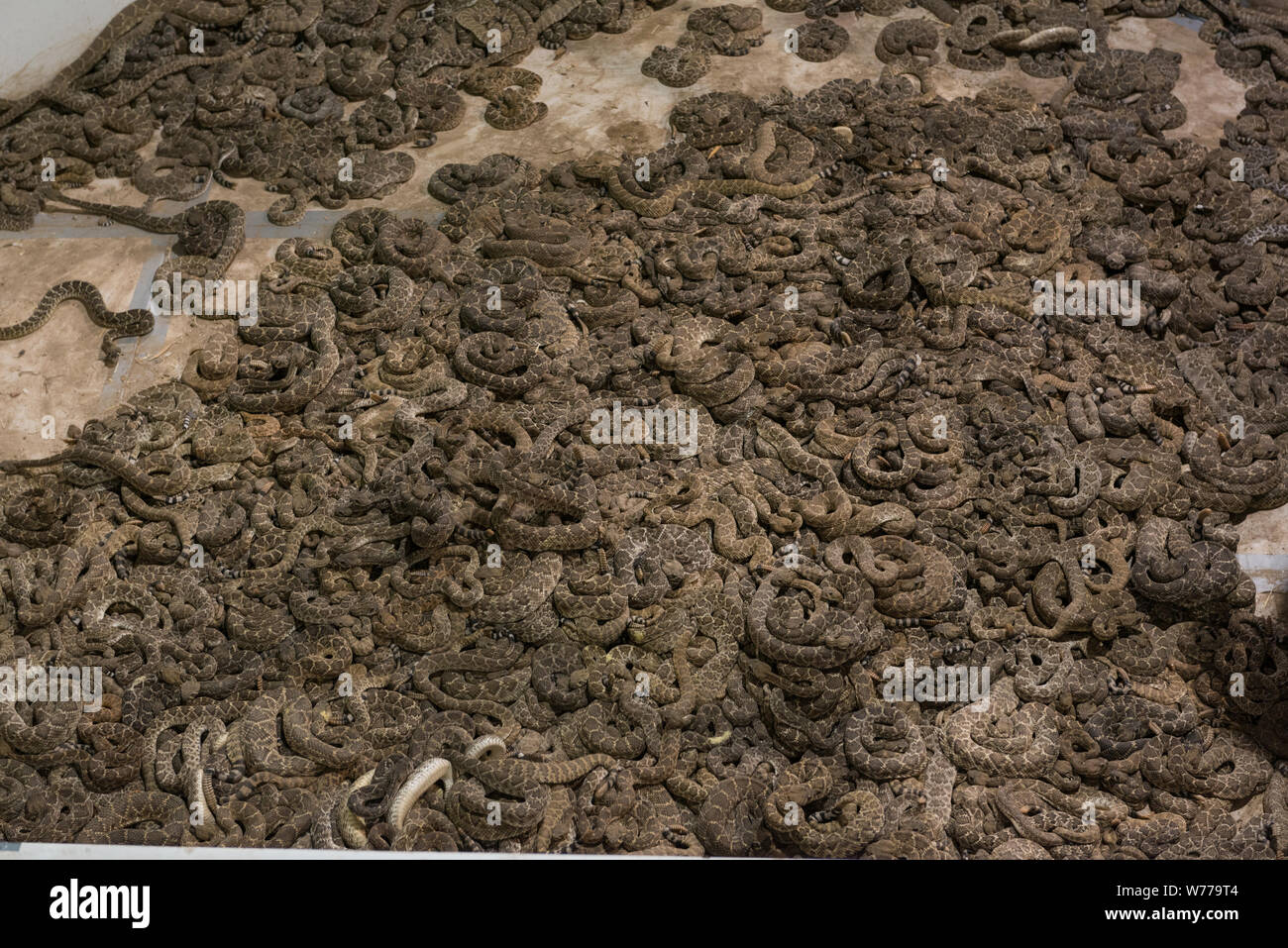 A literal pit of vipers at the World's Largest Rattlesnake Roundup in Sweetwater, Texas Physical description: 1 photograph : digital, tiff file, color.  Notes: Since 1958, the event, sponsored and run by the Sweetwater Jaycees, has been held annually in March at the Nolan County Coliseum. The Round-Up was started as a way to control the population of snakes in their brushy area of Texas. According to the Jaycees, the large population of rattlesnakes was harming local farmers and ranchers who were losing their livestock to these natural predators. Today, the round-up attracts tens of thousands Stock Photo