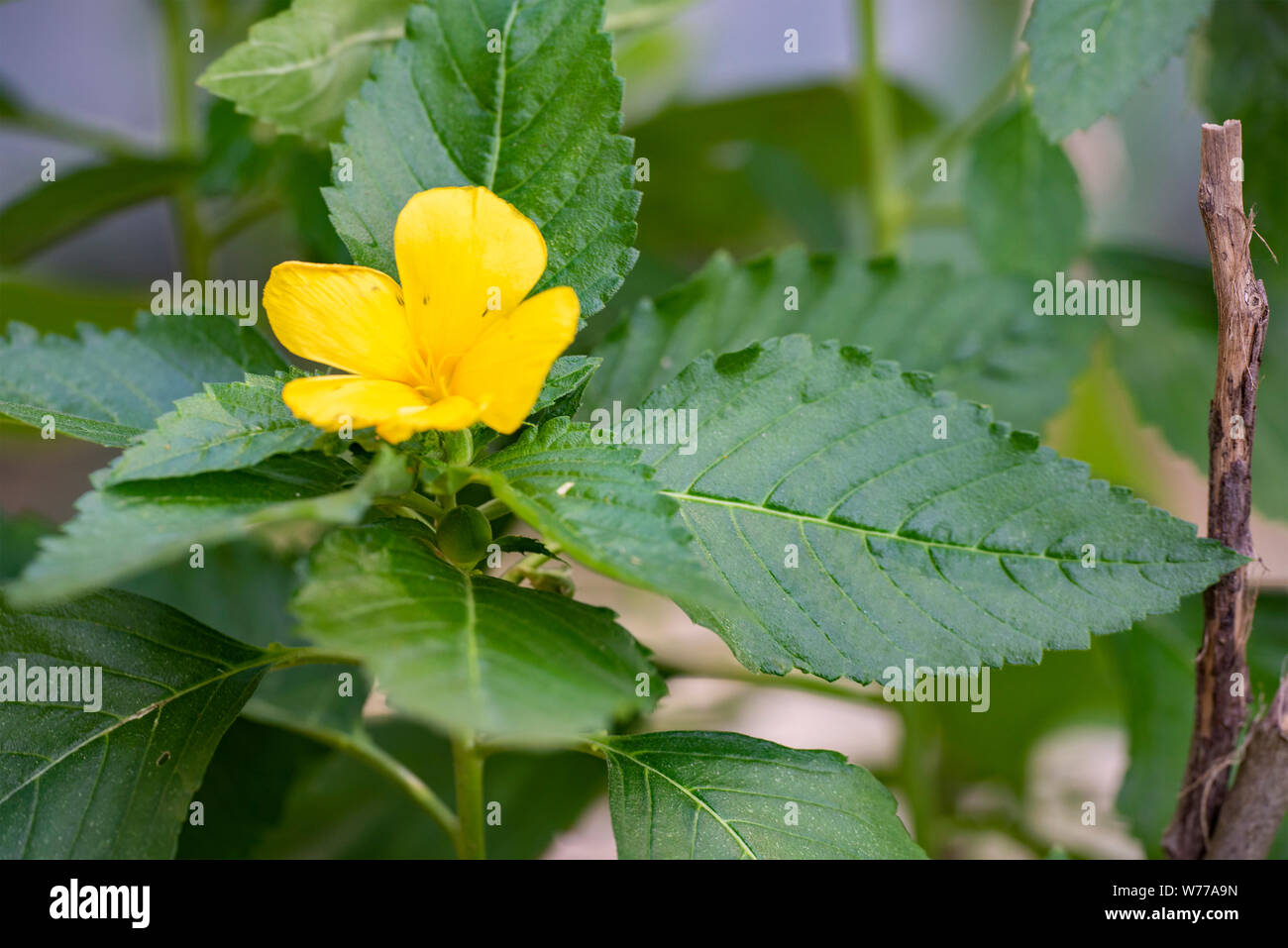 Yellow tropical flower Turnera ulmifolia closeup. Thailand, Koh Chang Island. Stock Photo