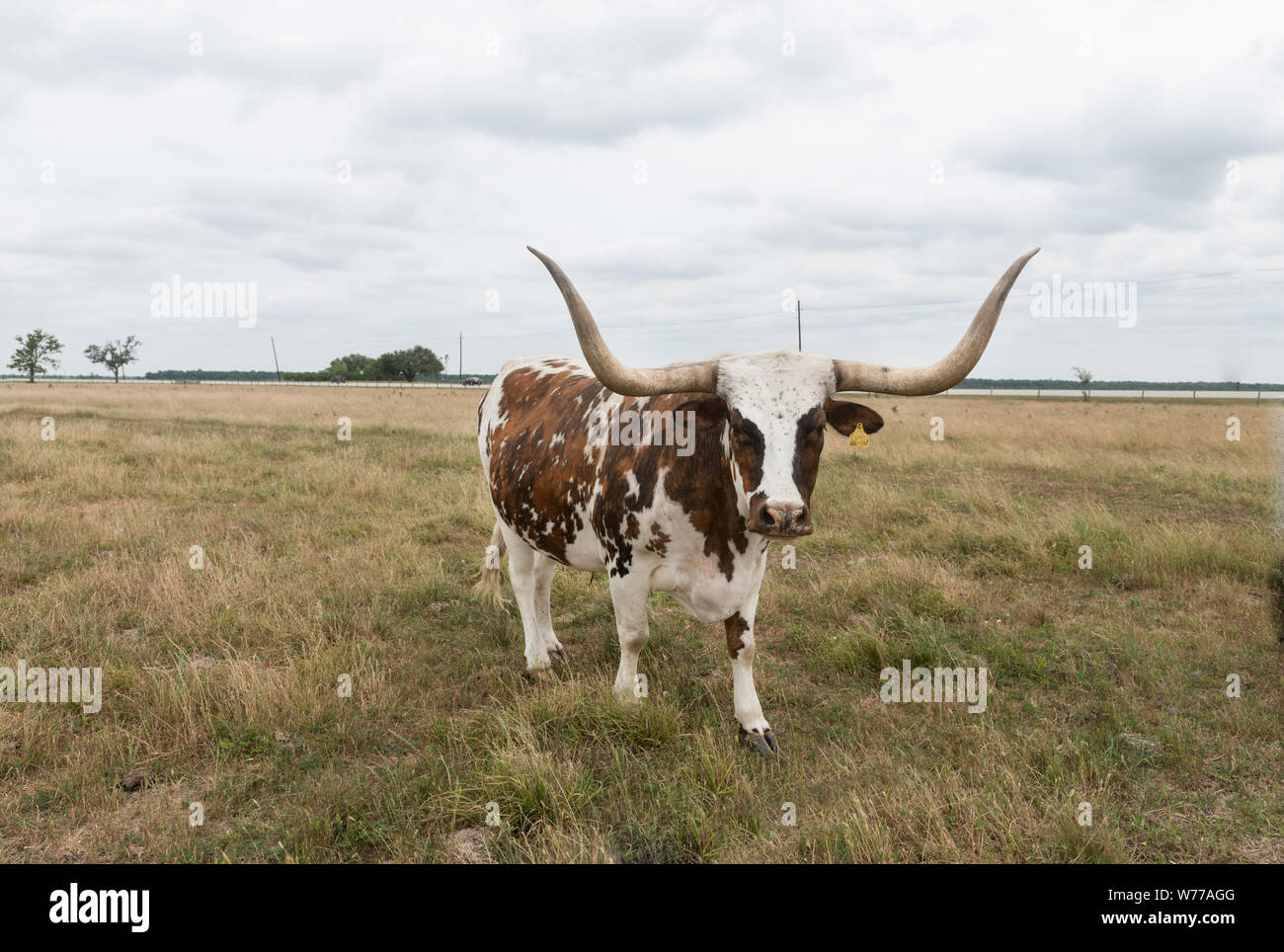 A longhorn steer takes a break from grazing at the George Ranch Historical Park, a 20,000-acre working ranch in Fort Bend County, Texas Physical description: 1 photograph : digital, tiff file, color.  Notes: Title, date, and keywords based on information provided by the photographer.; Gift; The Lyda Hill Foundation; 2014; (DLC/PP-2014:054).; The ranch is a living-history partnership of the Fort Bend County Museum Association and The George Foundation that preserves and interprets the four-generation story line of a Texas family, beginning in 1824 and spanning more than 100 years.; Forms part o Stock Photo