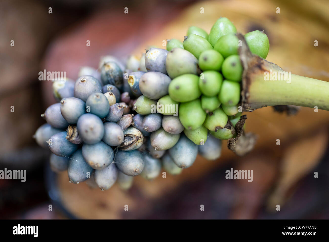 Memeselon Zonitchny (Memecylon umbellatum) purple flowers close-up. Thailand, Koh Chang Island. Stock Photo