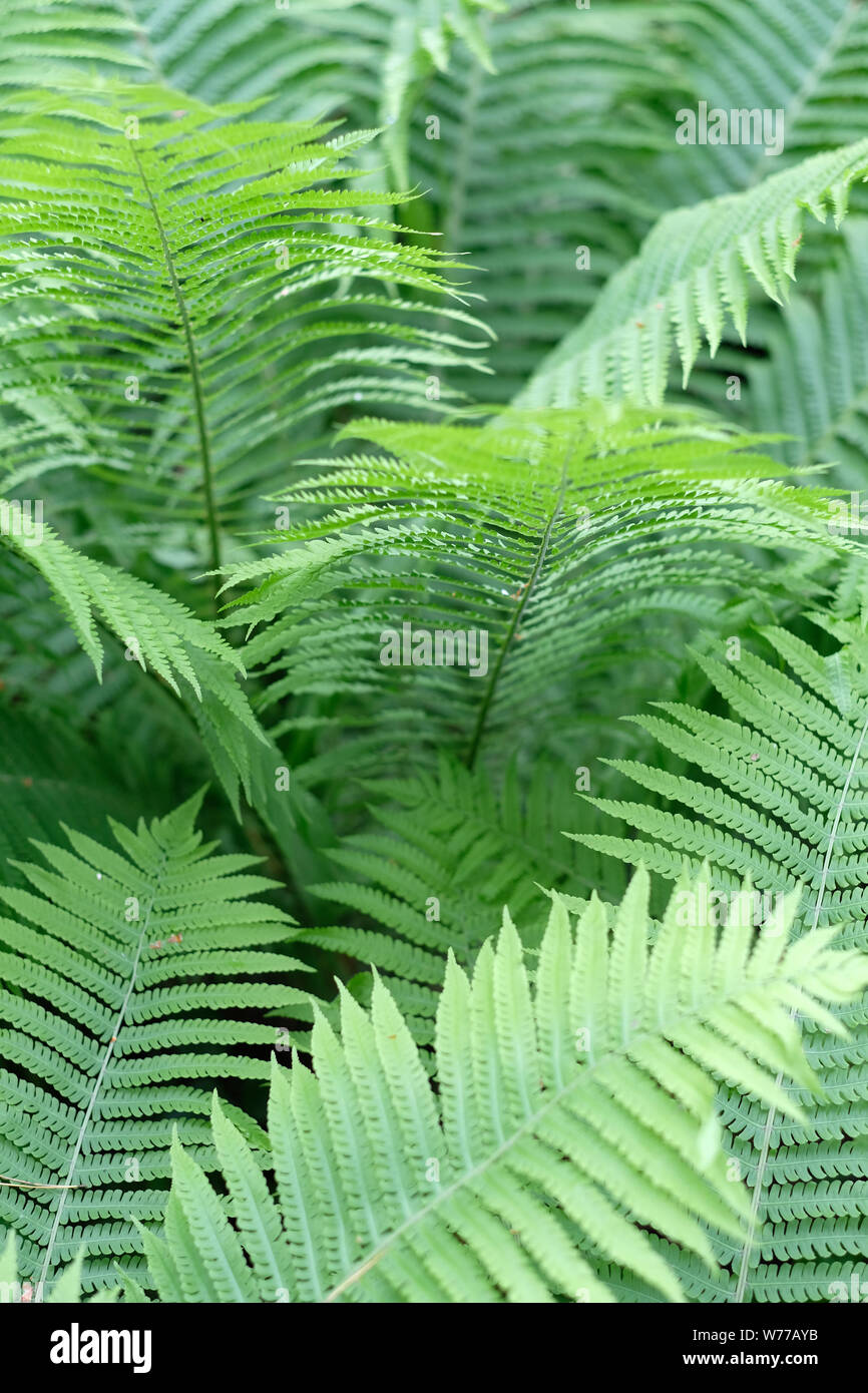Fern thickets hi-res stock photography and images - Alamy