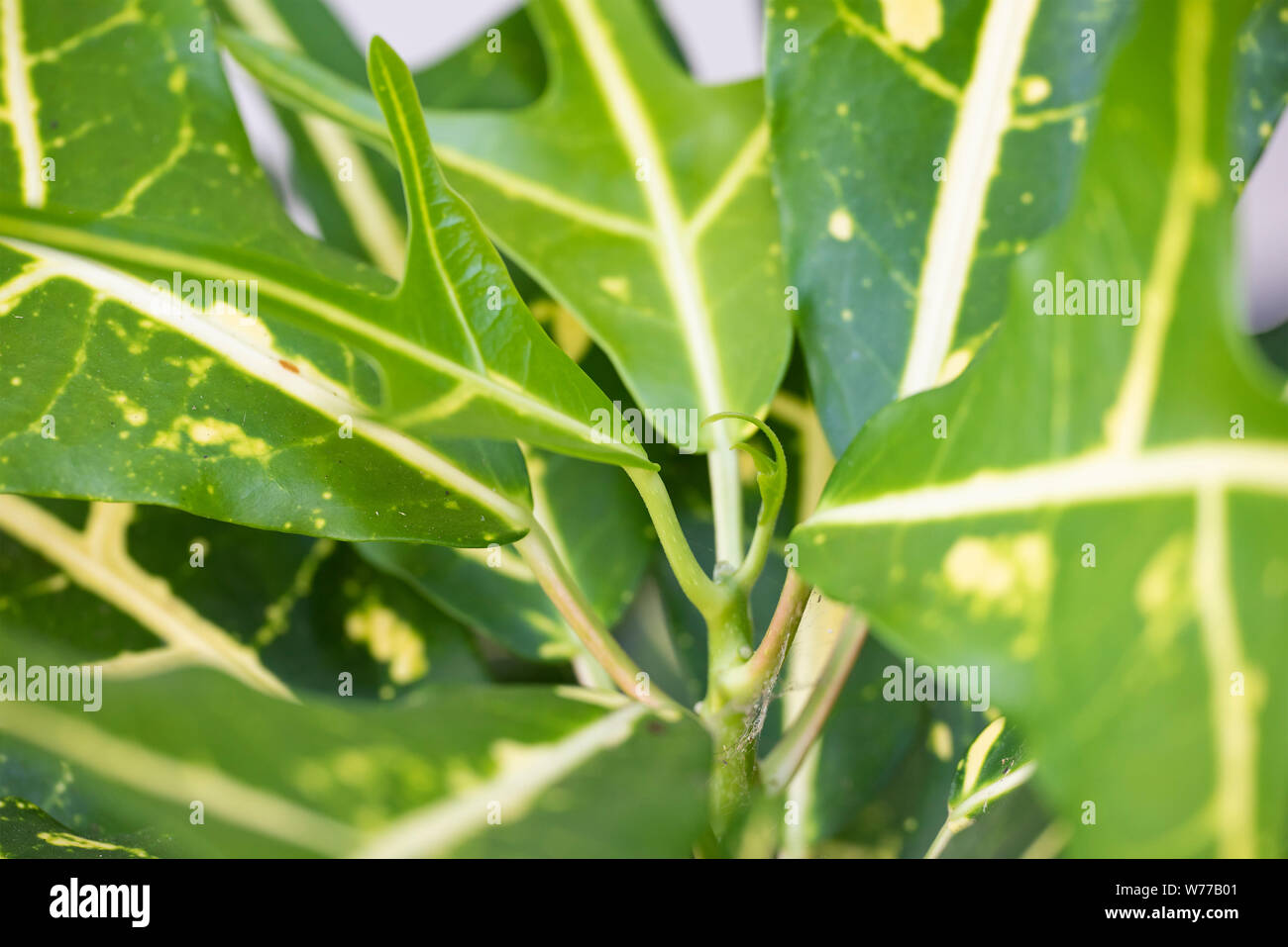Polyscias is a genus of the Araliaceae plant. Green leaves close-up in natural environment with natural light. Koh Chang Island, Thailand. Stock Photo