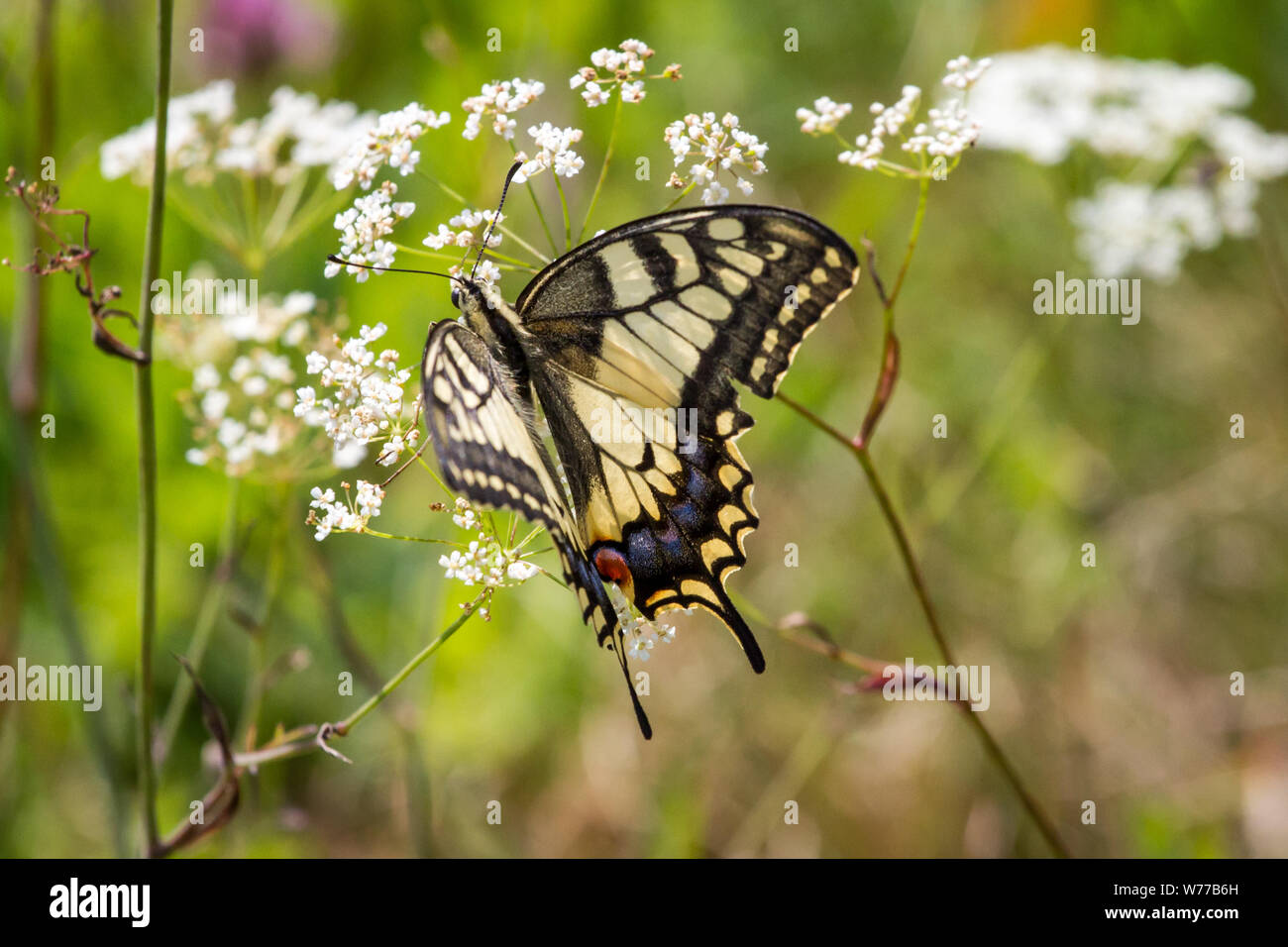 Lepidoptera Papilio machaon (swallowtail butterfly / Schmetterling Schwalbenschwanz) Stock Photo